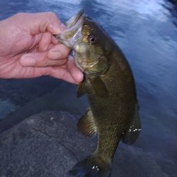 スモールマウスバス