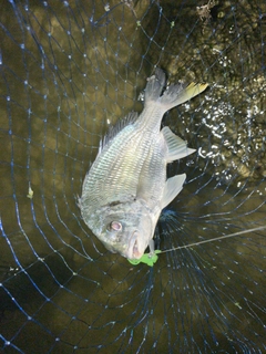 キビレの釣果