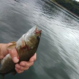 スモールマウスバス