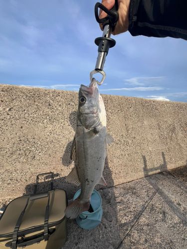 フッコ（ヒラスズキ）の釣果