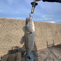 フッコ（ヒラスズキ）