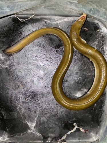 ニホンウナギの釣果