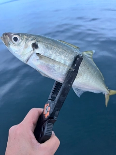 マルアジの釣果