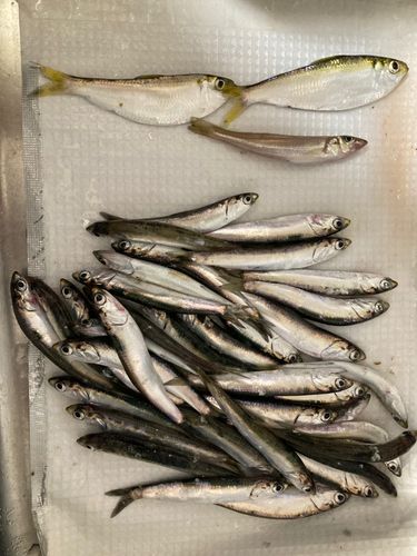 カタクチイワシの釣果