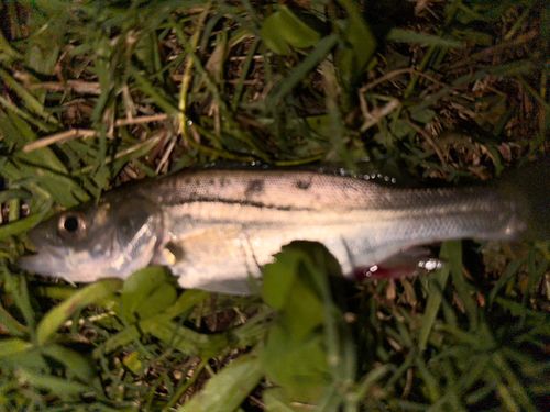 マルスズキの釣果