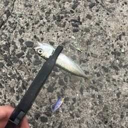 アジ