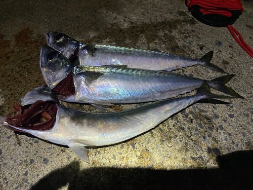 サバの釣果