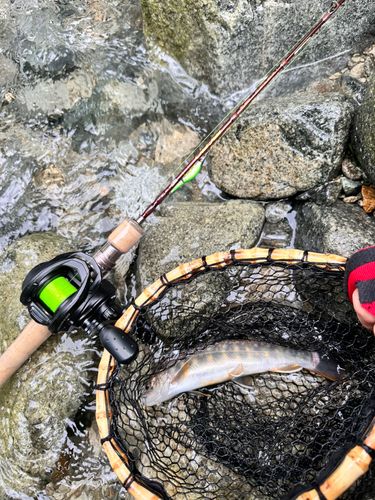 イワナの釣果