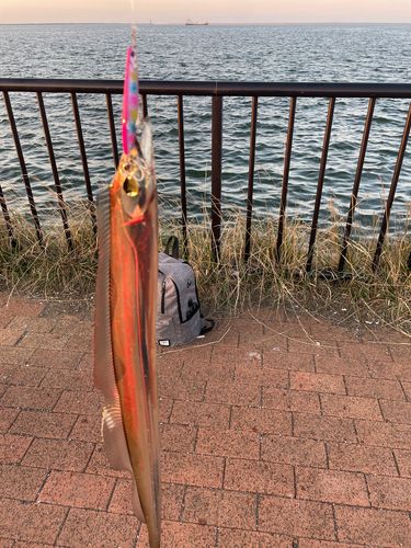 タチウオの釣果