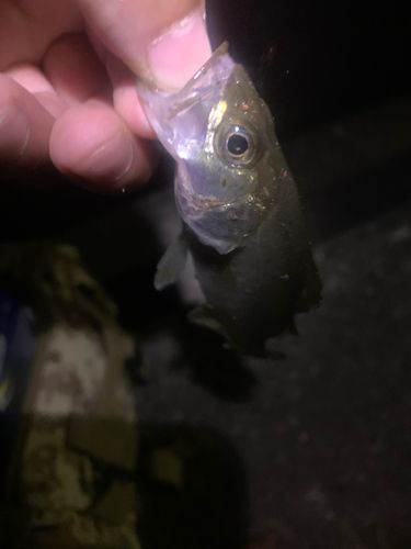 スズキの釣果