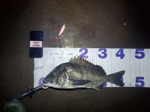 チヌの釣果