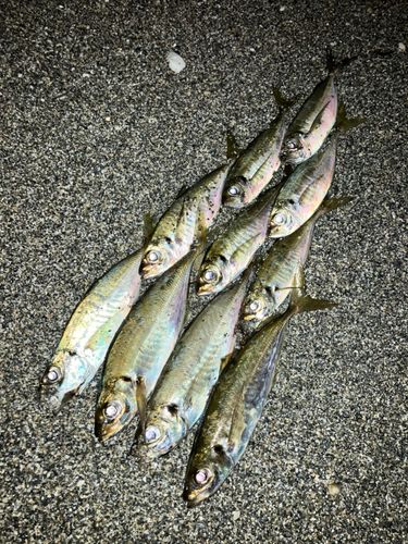 アジの釣果
