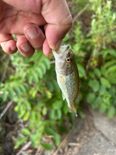ラージマウスバスの釣果