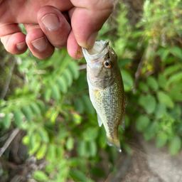 ラージマウスバス