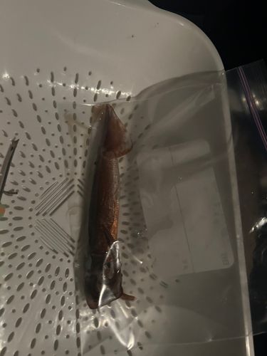 スルメイカの釣果