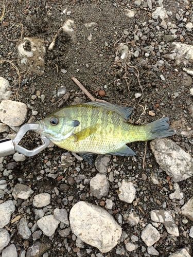 ブルーギルの釣果