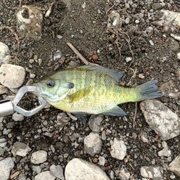 ブルーギル