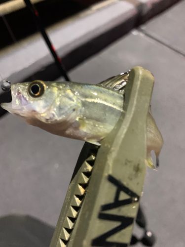 セイゴ（タイリクスズキ）の釣果