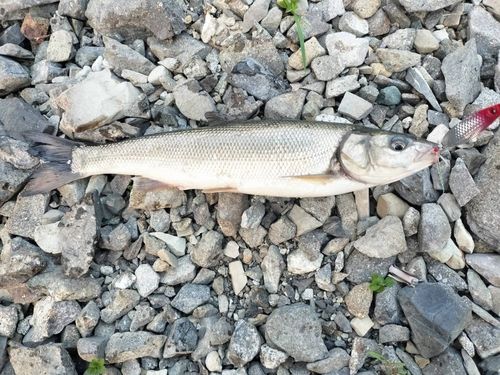 ウグイの釣果