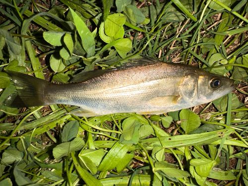 マルスズキの釣果