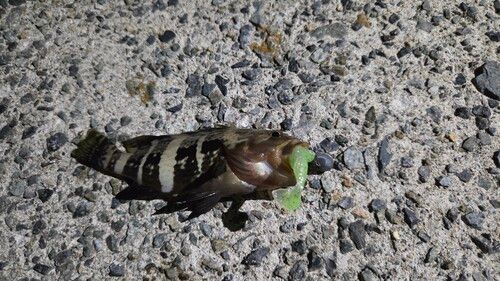 アオハタの釣果