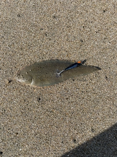 シタビラメの釣果