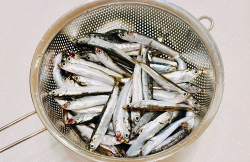 カタクチイワシの釣果