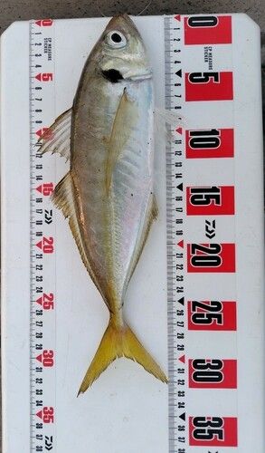 アジ