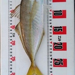 アジ