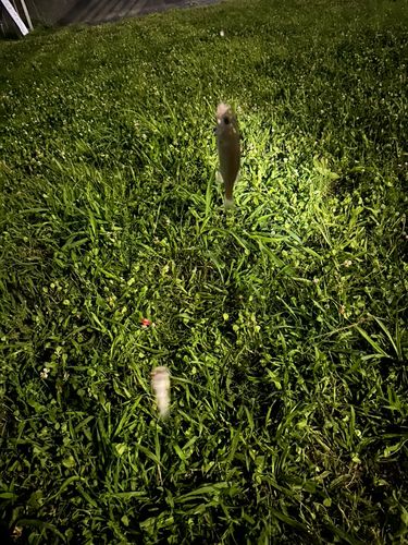 マルスズキの釣果