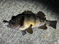 メバルの釣果