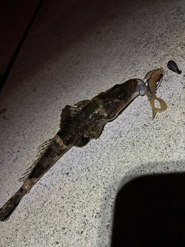 イネゴチの釣果