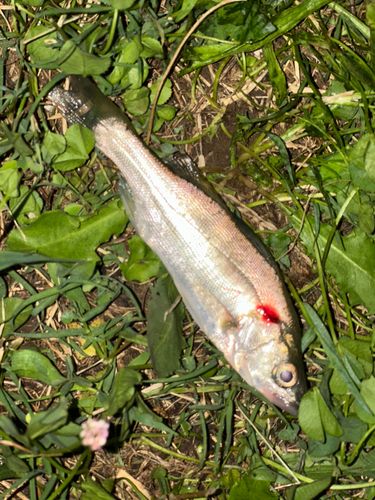 マルスズキの釣果