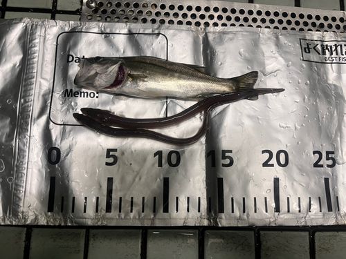 アナゴの釣果