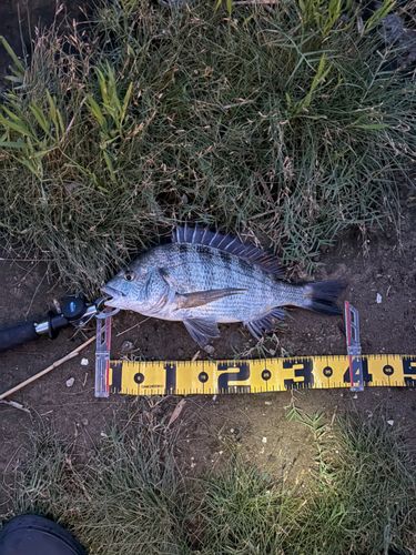 クロダイの釣果