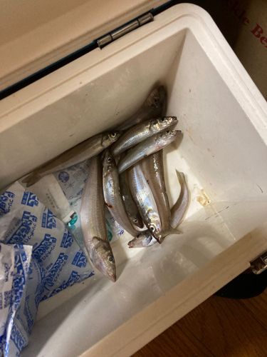 シロギスの釣果