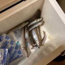 シロギス