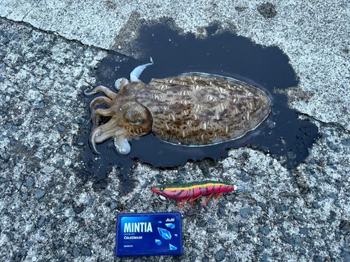 モンゴウイカ