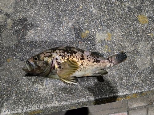 ベッコウゾイの釣果