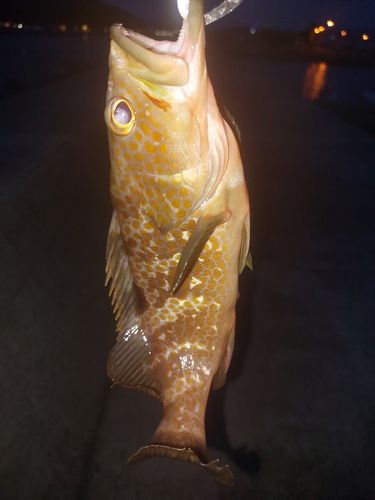 キジハタの釣果