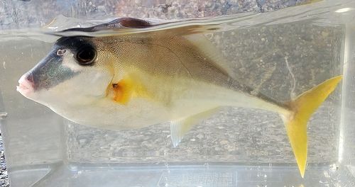 ギマ