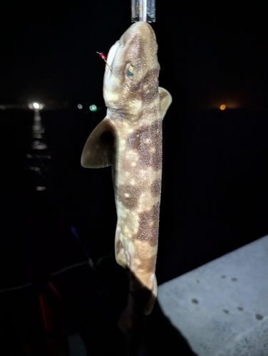 ネコザメの釣果