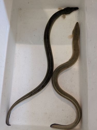 ウナギの釣果