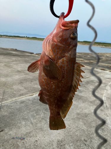 キジハタの釣果