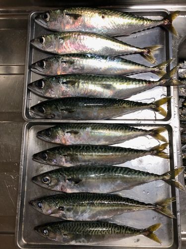 サバの釣果