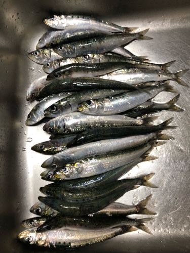 イワシの釣果