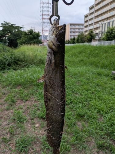 ナマズの釣果