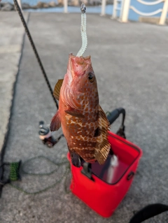 キジハタの釣果