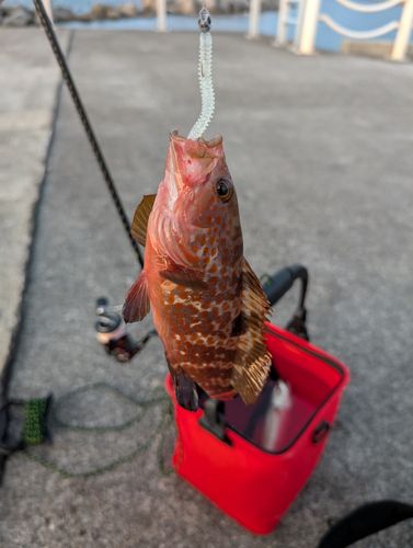 キジハタの釣果