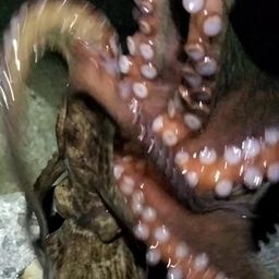 タコ